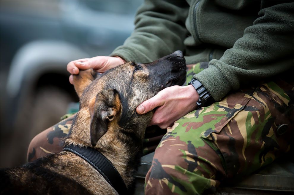 Dog Photographer of the Year 2018: победители конкурса на лучшее собачье фото - 409259 Dog Photographer of the Year 2018: победители конкурса на лучшее собачье фото - фото 409259