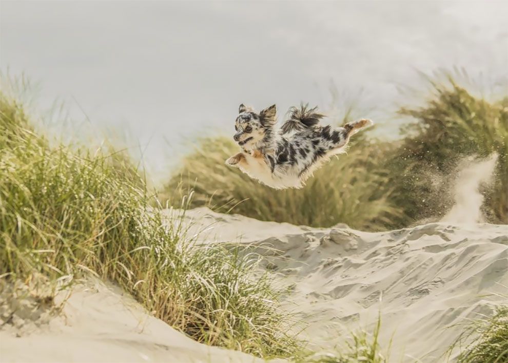 Dog Photographer of the Year 2018: победители конкурса на лучшее собачье фото - 409263 Dog Photographer of the Year 2018: победители конкурса на лучшее собачье фото - фото 409263