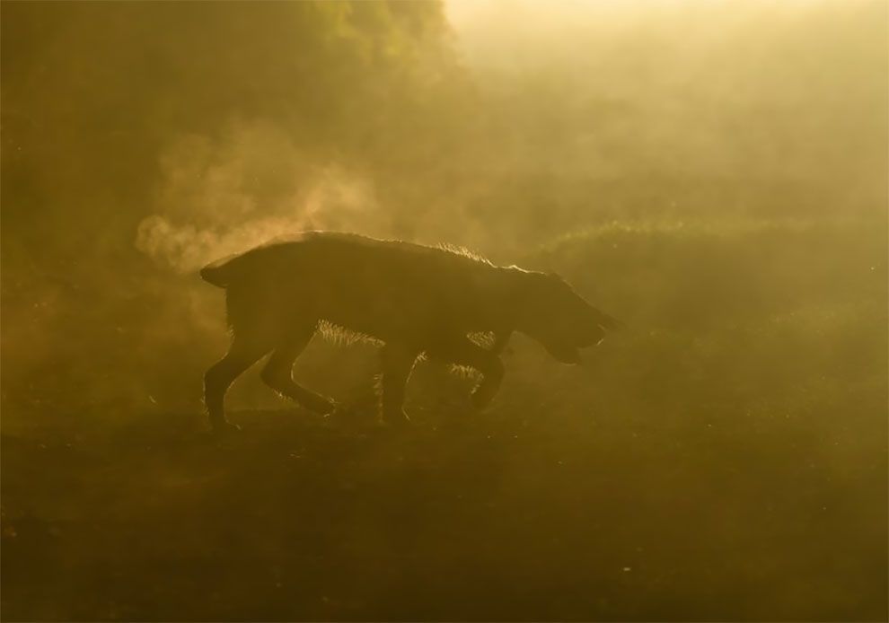 Dog Photographer of the Year 2018: победители конкурса на лучшее собачье фото - 409266 Dog Photographer of the Year 2018: победители конкурса на лучшее собачье фото - фото 409266