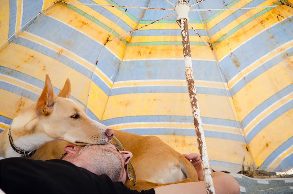 Dog Photographer of the Year 2018: победители конкурса на лучшее собачье фото - 409267 Dog Photographer of the Year 2018: победители конкурса на лучшее собачье фото - фото 409267