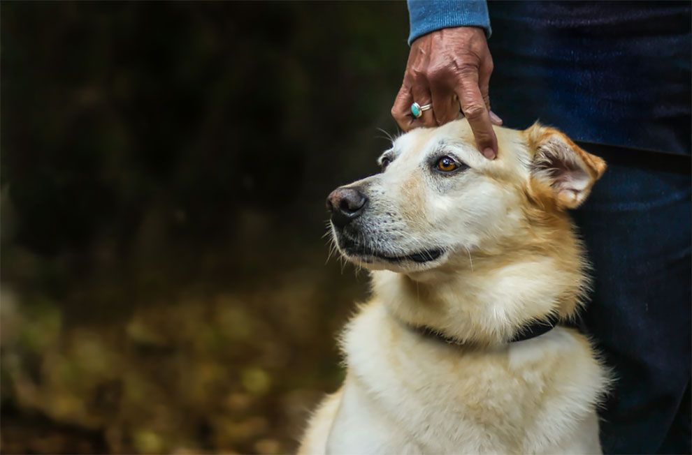 Dog Photographer of the Year 2018: победители конкурса на лучшее собачье фото - 409268 Dog Photographer of the Year 2018: победители конкурса на лучшее собачье фото - фото 409268