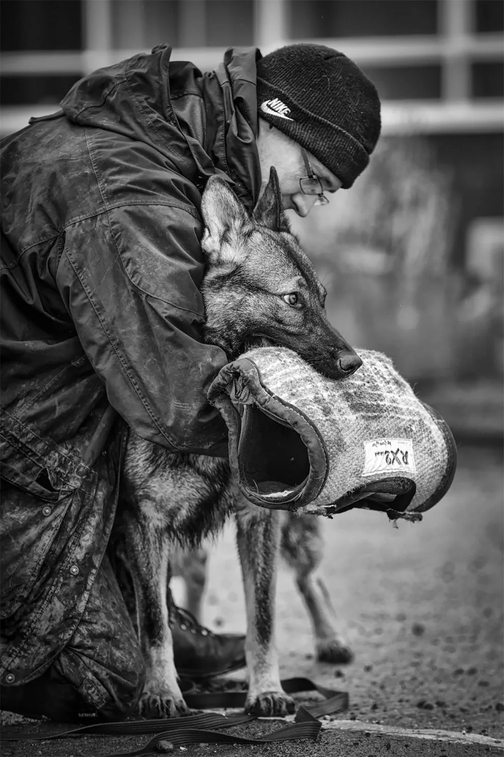 Dog Photographer of the Year 2018: победители конкурса на лучшее собачье фото - фото 409270