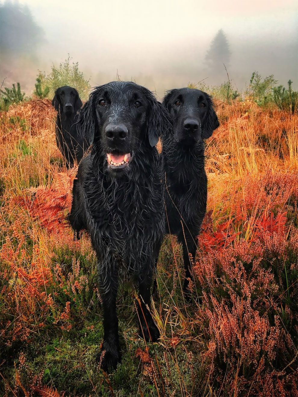 Dog Photographer of the Year 2018: победители конкурса на лучшее собачье фото - 409271 Dog Photographer of the Year 2018: победители конкурса на лучшее собачье фото - фото 409271