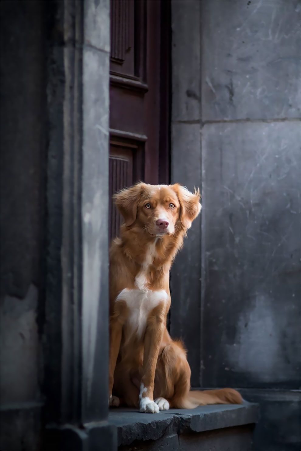 Dog Photographer of the Year 2018: победители конкурса на лучшее собачье фото - 409272 Dog Photographer of the Year 2018: победители конкурса на лучшее собачье фото - фото 409272