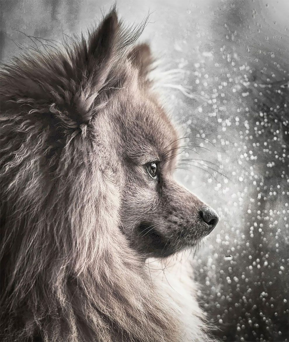 Dog Photographer of the Year 2018: победители конкурса на лучшее собачье фото - 409273 Dog Photographer of the Year 2018: победители конкурса на лучшее собачье фото - фото 409273