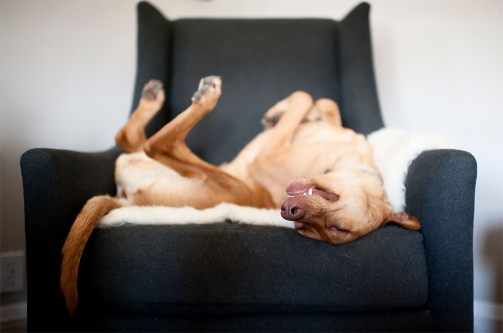 Dog Photographer of the Year 2018: победители конкурса на лучшее собачье фото - 409275 Dog Photographer of the Year 2018: победители конкурса на лучшее собачье фото - фото 409275