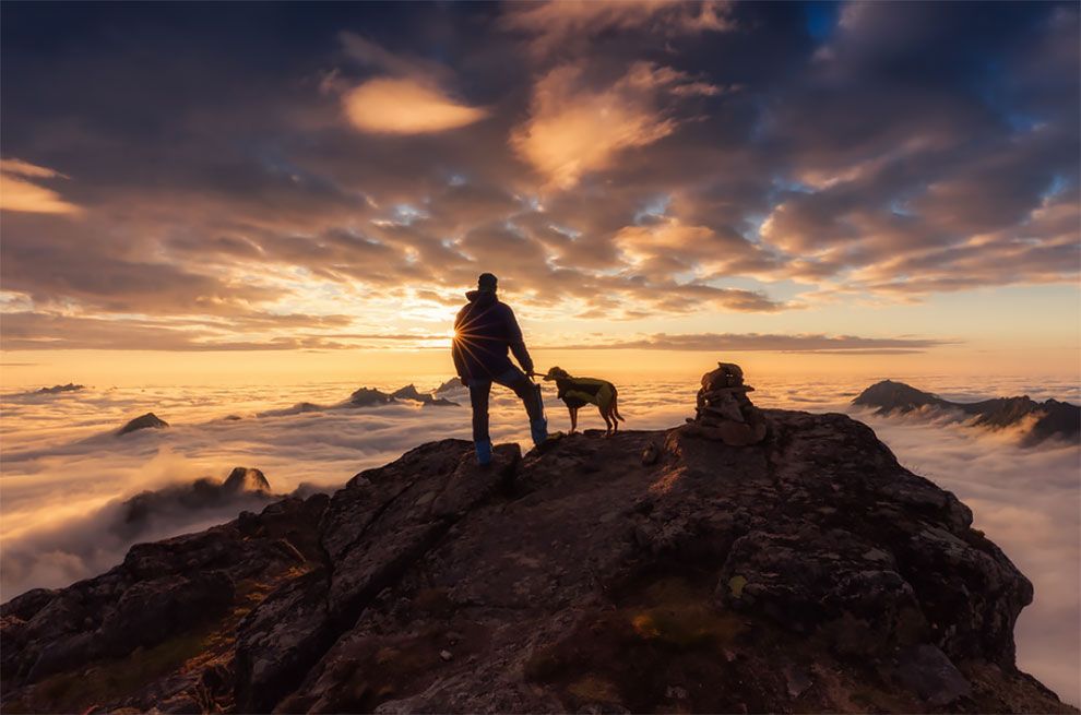 Dog Photographer of the Year 2018: победители конкурса на лучшее собачье фото - 409276 Dog Photographer of the Year 2018: победители конкурса на лучшее собачье фото - фото 409276