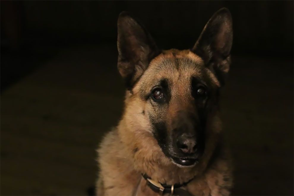 Dog Photographer of the Year 2018: победители конкурса на лучшее собачье фото - 409277 Dog Photographer of the Year 2018: победители конкурса на лучшее собачье фото - фото 409277
