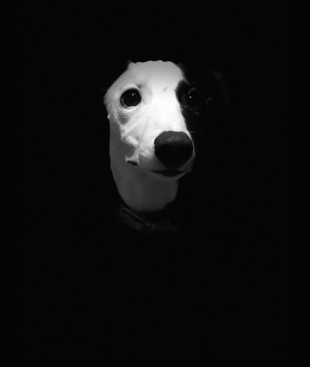 Dog Photographer of the Year 2018: победители конкурса на лучшее собачье фото - 409278 Dog Photographer of the Year 2018: победители конкурса на лучшее собачье фото - фото 409278