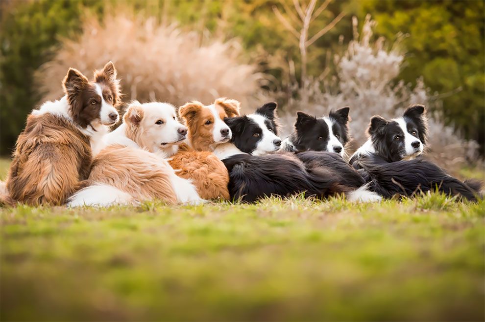Dog Photographer of the Year 2018: победители конкурса на лучшее собачье фото - 409280 Dog Photographer of the Year 2018: победители конкурса на лучшее собачье фото - фото 409280