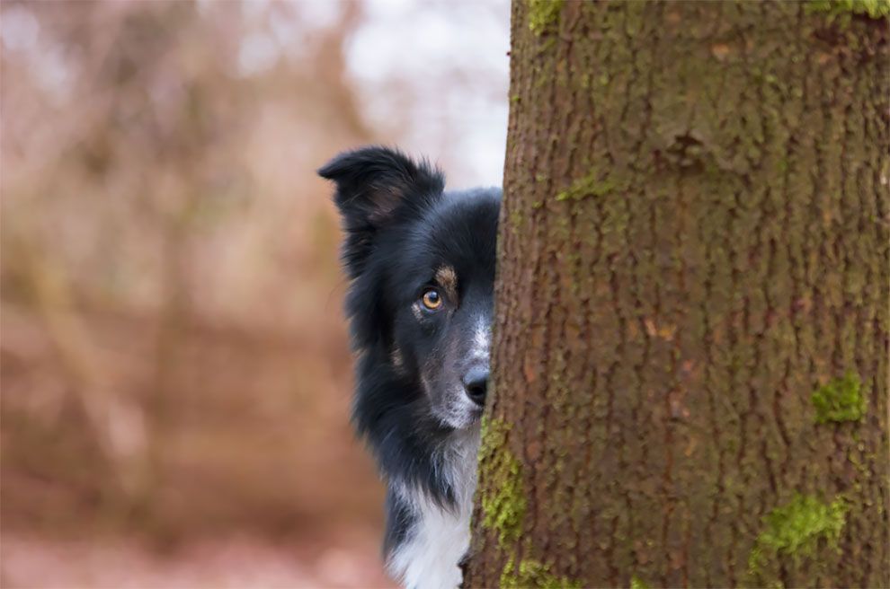 Dog Photographer of the Year 2018: победители конкурса на лучшее собачье фото - 409281 Dog Photographer of the Year 2018: победители конкурса на лучшее собачье фото - фото 409281