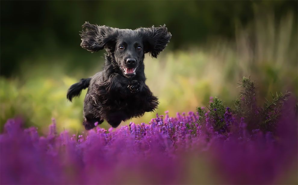 Dog Photographer of the Year 2018: победители конкурса на лучшее собачье фото - 409282 Dog Photographer of the Year 2018: победители конкурса на лучшее собачье фото - фото 409282