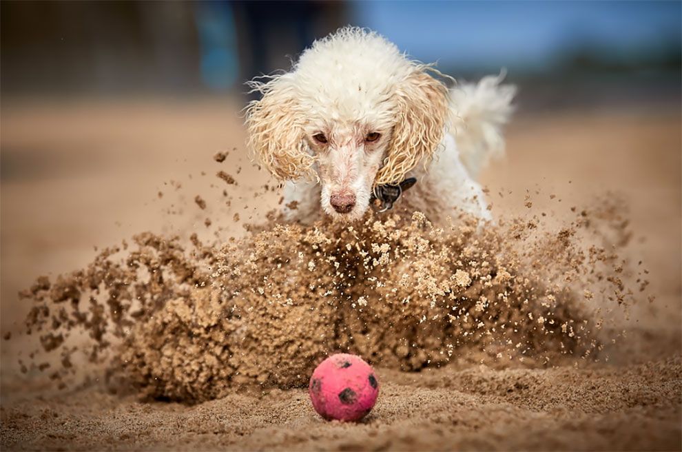 Dog Photographer of the Year 2018: победители конкурса на лучшее собачье фото - 409283 Dog Photographer of the Year 2018: победители конкурса на лучшее собачье фото - фото 409283