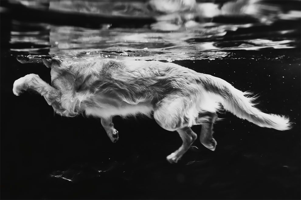 Dog Photographer of the Year 2018: победители конкурса на лучшее собачье фото - 409284 Dog Photographer of the Year 2018: победители конкурса на лучшее собачье фото - фото 409284