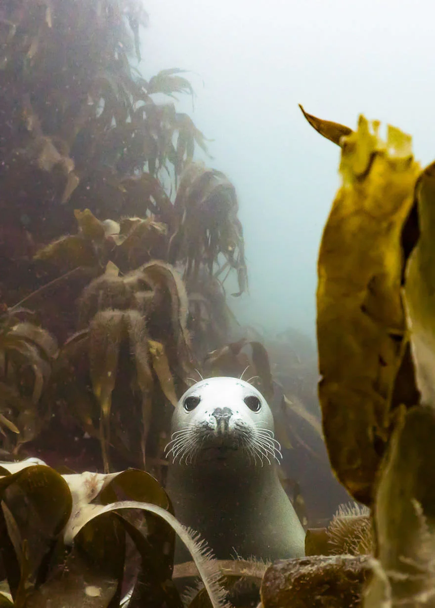 Причудливый мир под водой: показали победителей конкурса подводной фотографии 2018 - фото 409745