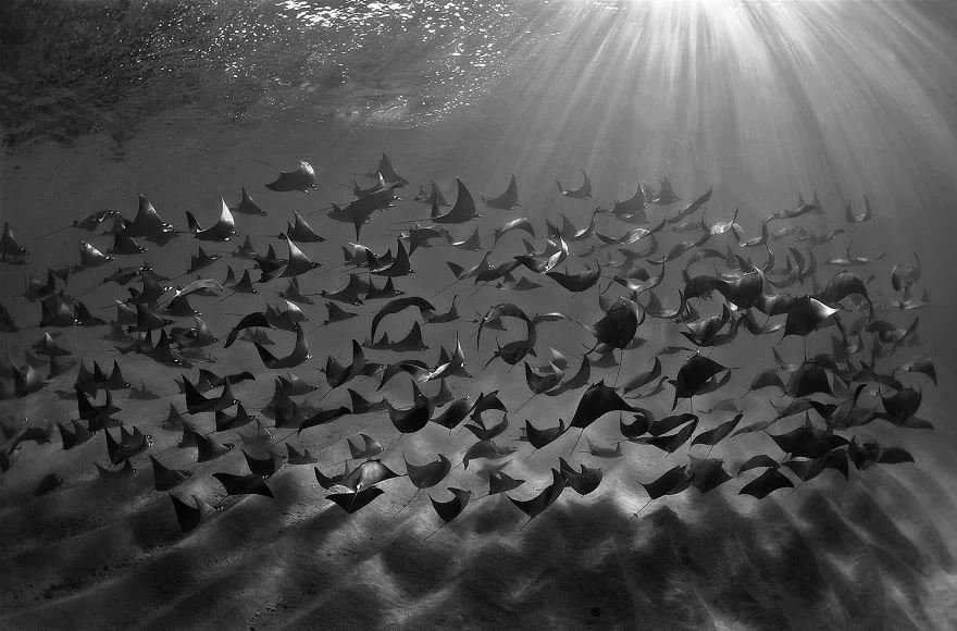 Причудливый мир под водой: показали победителей конкурса подводной фотографии 2018 - фото 409747