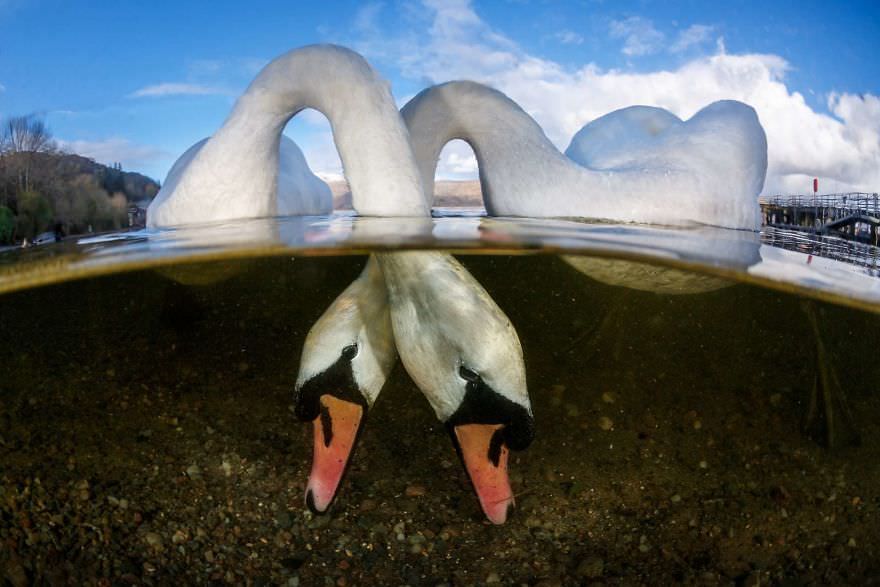Причудливый мир под водой: показали победителей конкурса подводной фотографии 2018 - 409749 Причудливый мир под водой: показали победителей конкурса подводной фотографии 2018 - фото 409749
