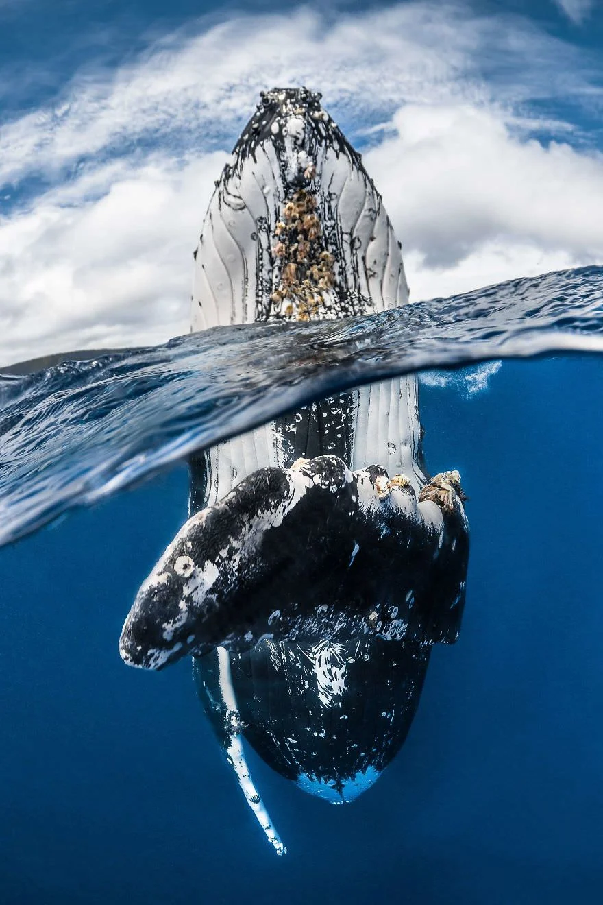 Причудливый мир под водой: показали победителей конкурса подводной фотографии 2018 - фото 409752