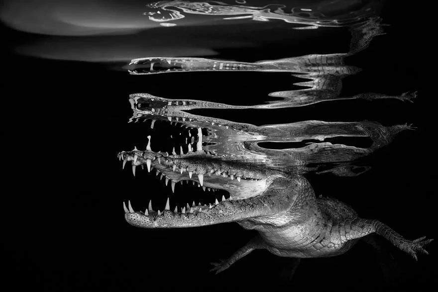 Причудливый мир под водой: показали победителей конкурса подводной фотографии 2018 - фото 409754