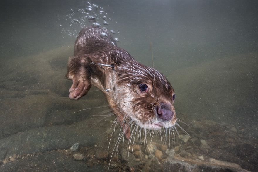 Причудливый мир под водой: показали победителей конкурса подводной фотографии 2018 - 409758 Причудливый мир под водой: показали победителей конкурса подводной фотографии 2018 - фото 409758