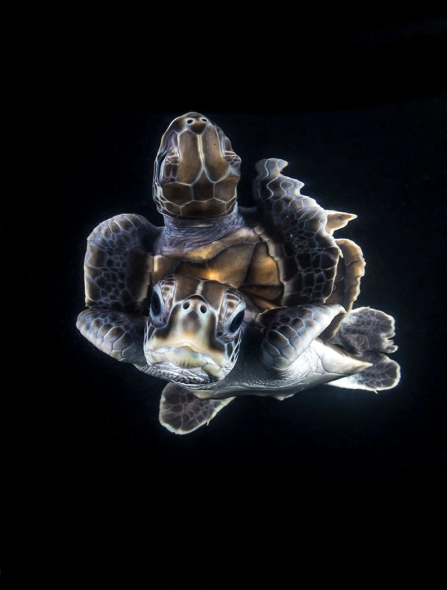 Химерний світ під водою: показали переможців конкурсу підводної фотографії 2018 - фото 409760