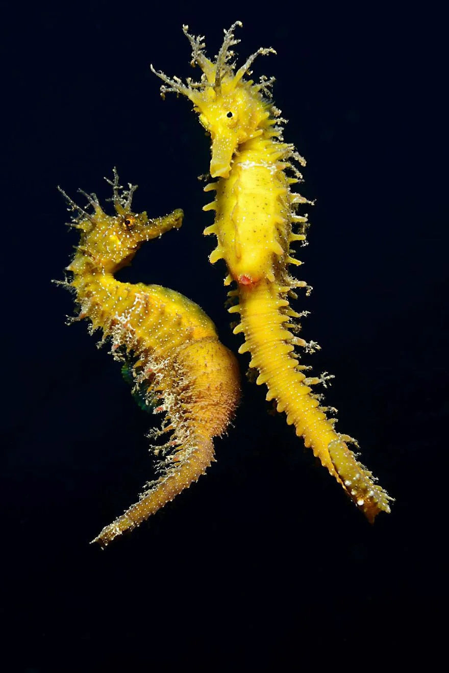 Причудливый мир под водой: показали победителей конкурса подводной фотографии 2018 - фото 409766