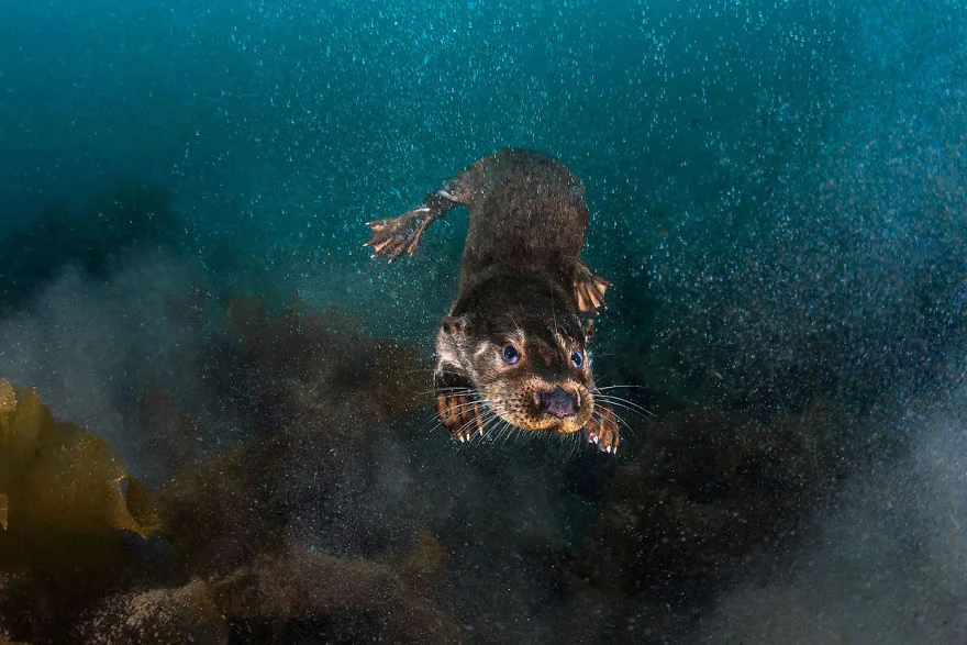 Причудливый мир под водой: показали победителей конкурса подводной фотографии 2018 - фото 409767