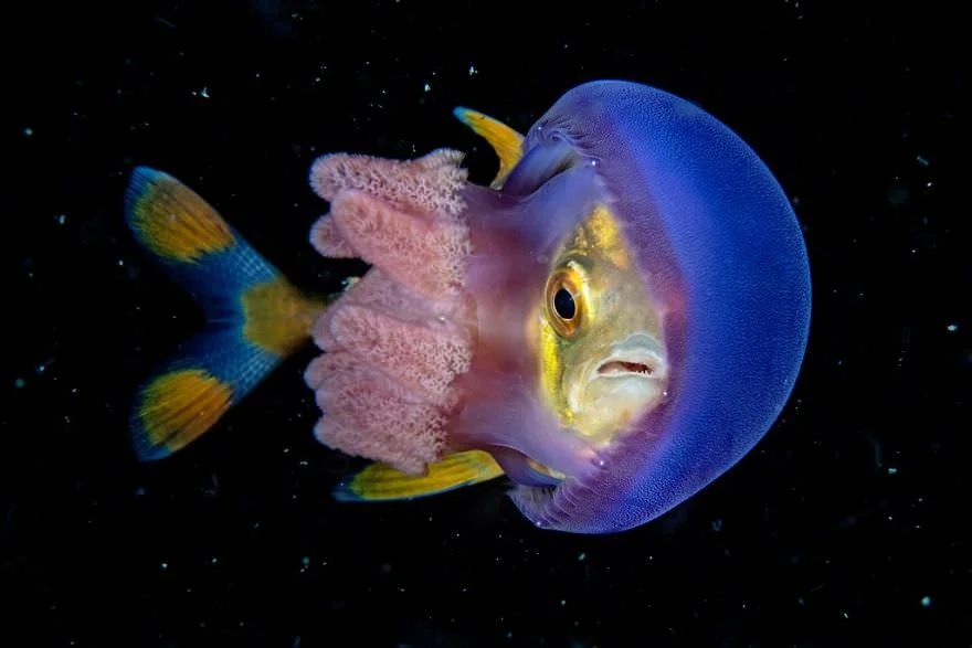 Причудливый мир под водой: показали победителей конкурса подводной фотографии 2018 - фото 409768
