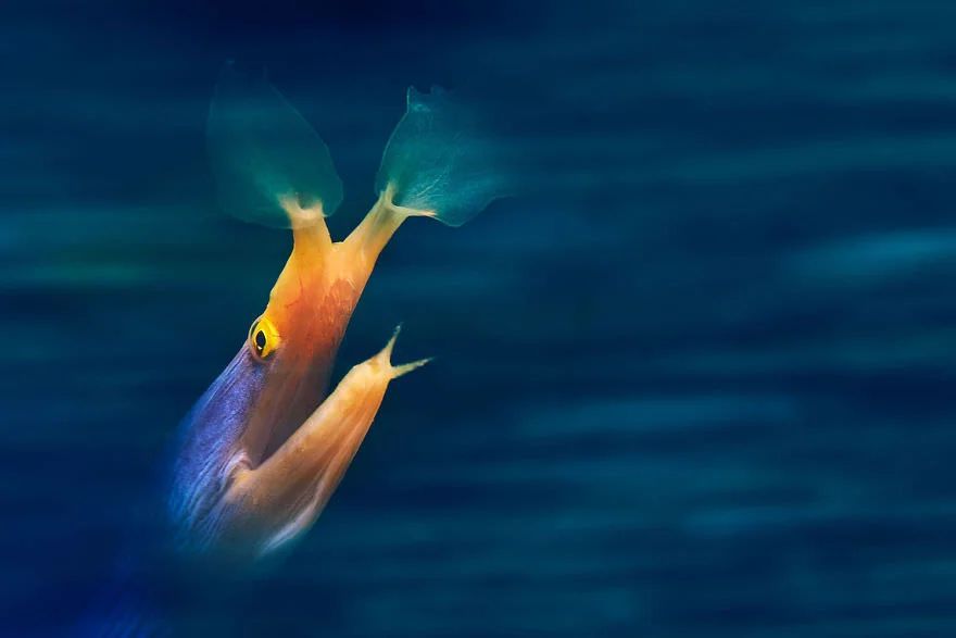Химерний світ під водою: показали переможців конкурсу підводної фотографії 2018 - фото 409769