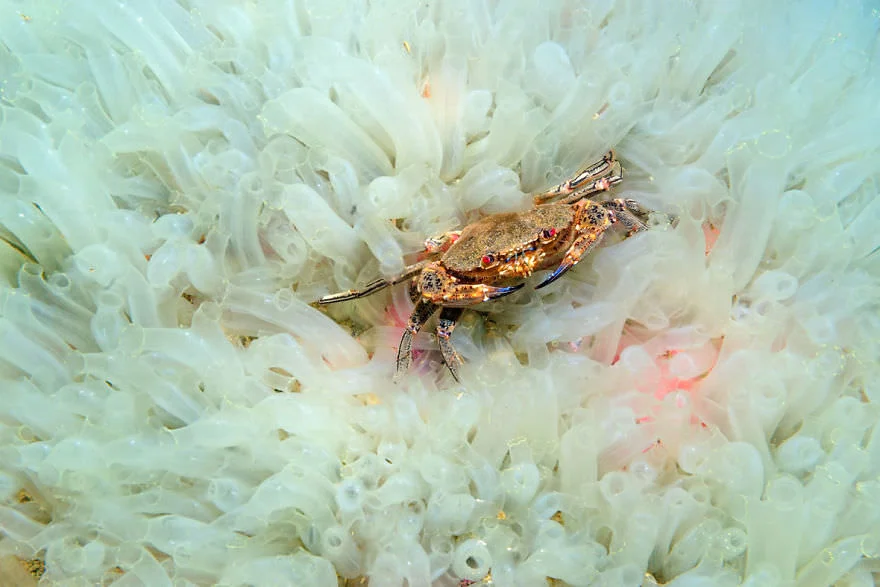 Причудливый мир под водой: показали победителей конкурса подводной фотографии 2018 - фото 409771