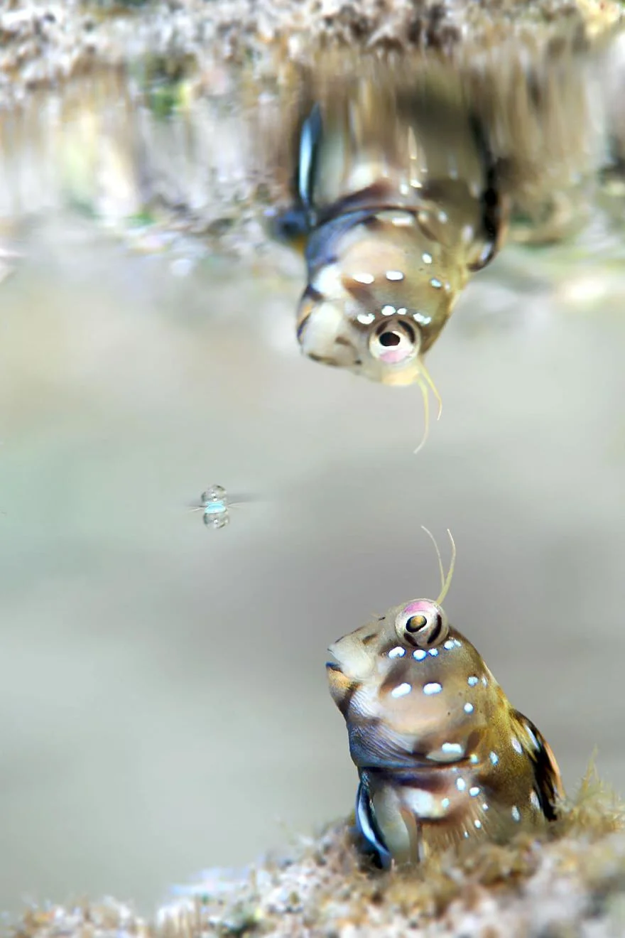 Причудливый мир под водой: показали победителей конкурса подводной фотографии 2018 - фото 409774