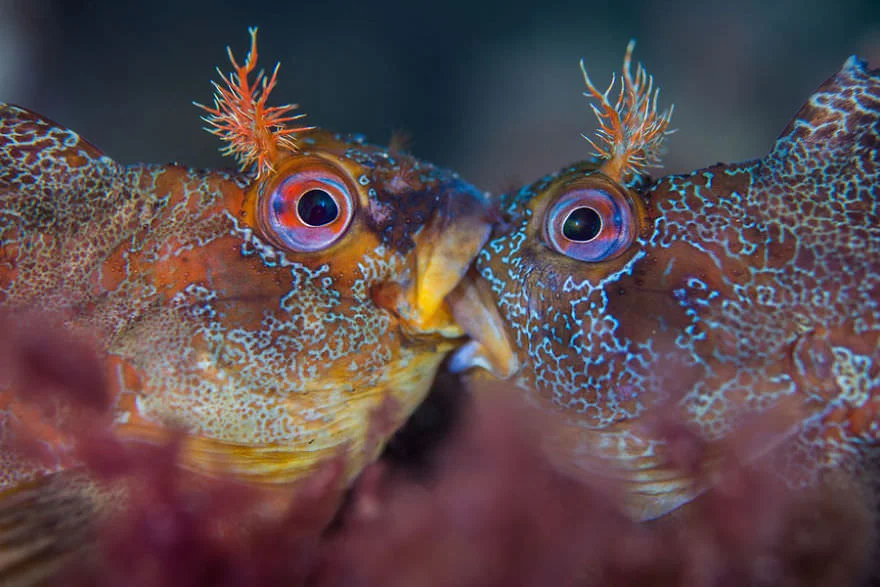 Причудливый мир под водой: показали победителей конкурса подводной фотографии 2018 - фото 409775
