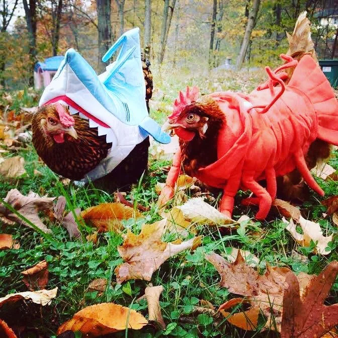 Эти животные покорят тебя своими мимишными костюмчиками на Хэллоуин-2018 - фото 410403