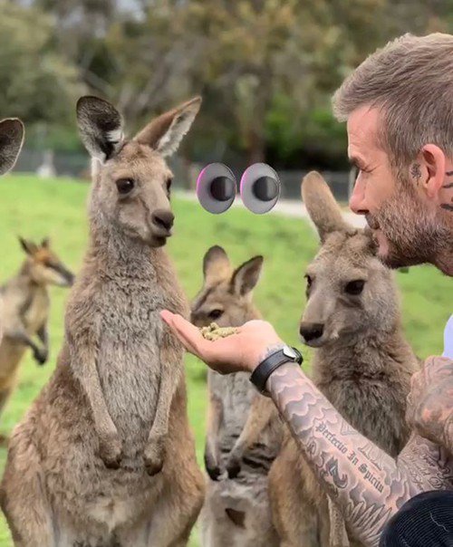 Дэвид Бекхэм посетил зоопарк в Австралии и наделал кучу няшних фото с животными - фото 411071