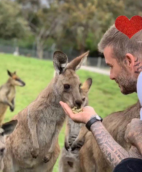Дэвид Бекхэм посетил зоопарк в Австралии и наделал кучу няшних фото с животными - фото 411072