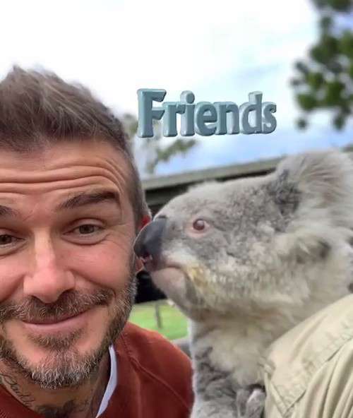 Дэвид Бекхэм посетил зоопарк в Австралии и наделал кучу няшних фото с животными - фото 411074
