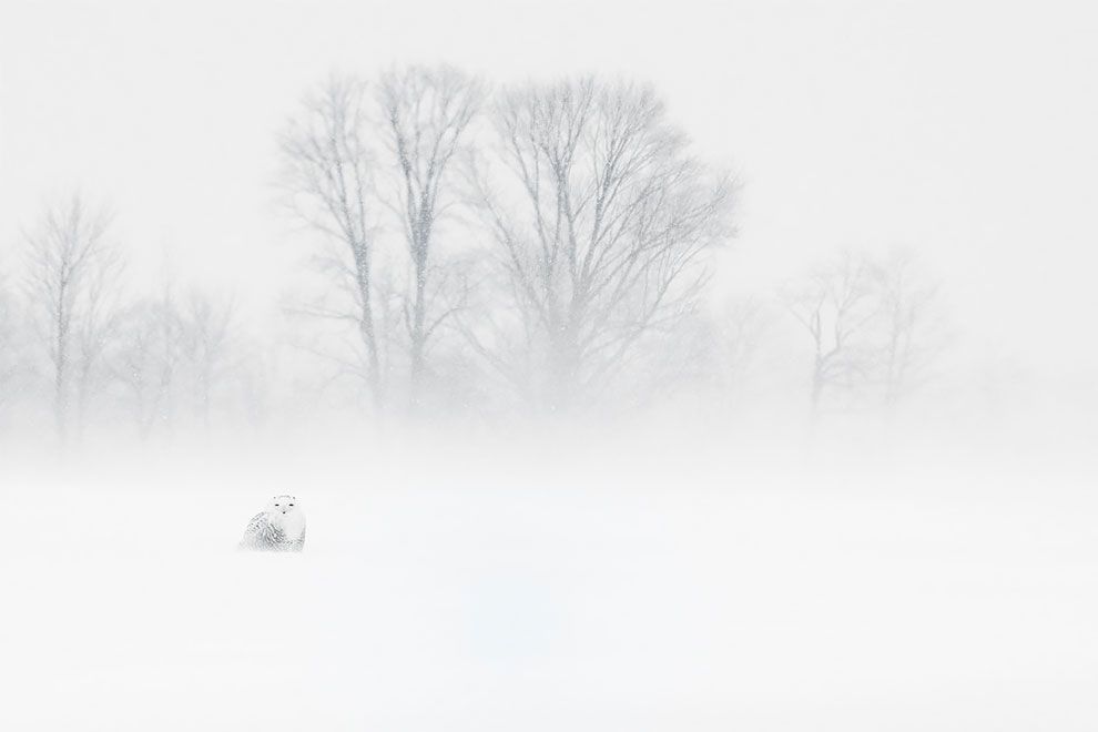 Siena International Photo Awards 2018: переможці конкурсу викличуть в тебе шквал емоцій - фото 411102