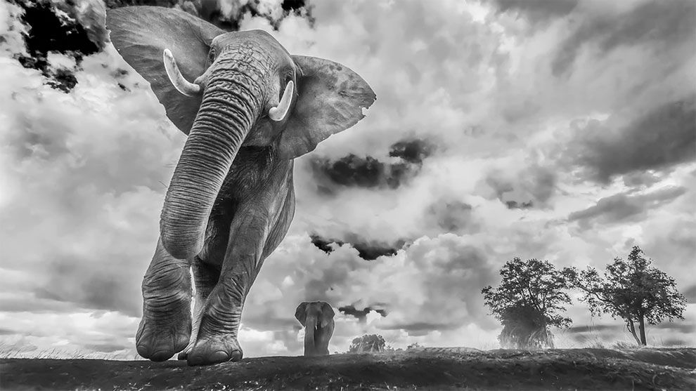 Siena International Photo Awards 2018: переможці конкурсу викличуть в тебе шквал емоцій - фото 411106