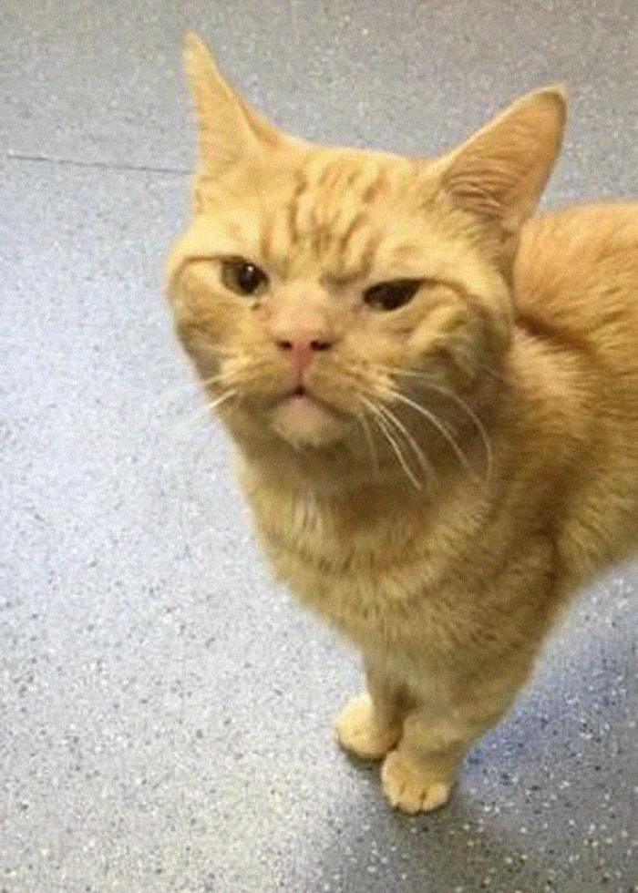 Grumpy Cat 2.0: в мережі знайшли нову найпохмурішу кіску - фото 411448