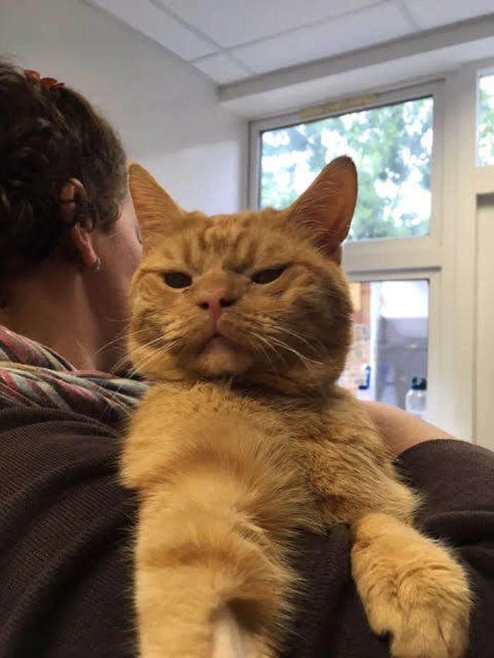 Grumpy Cat 2.0: в мережі знайшли нову найпохмурішу кіску - фото 411449