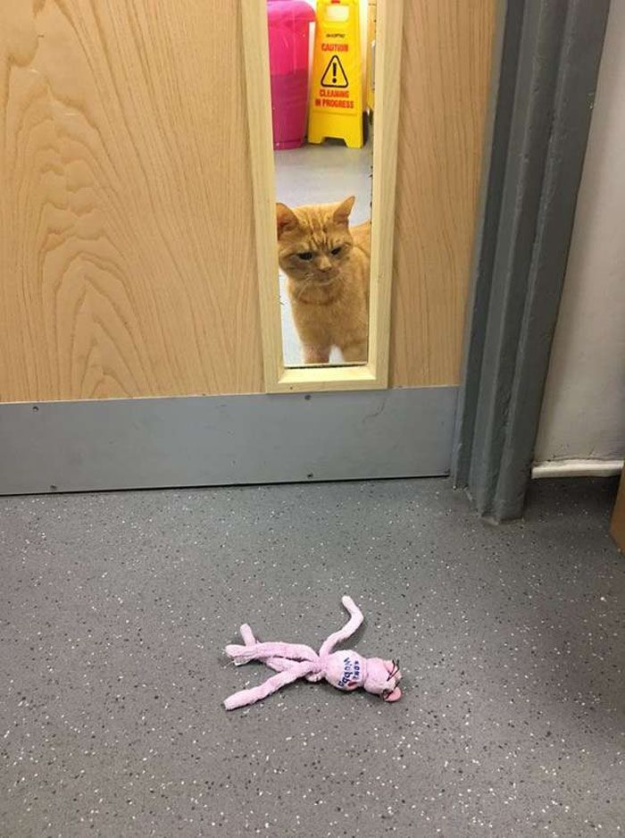 Grumpy Cat 2.0: в сети нашли новую мрачную киску - фото 411450
