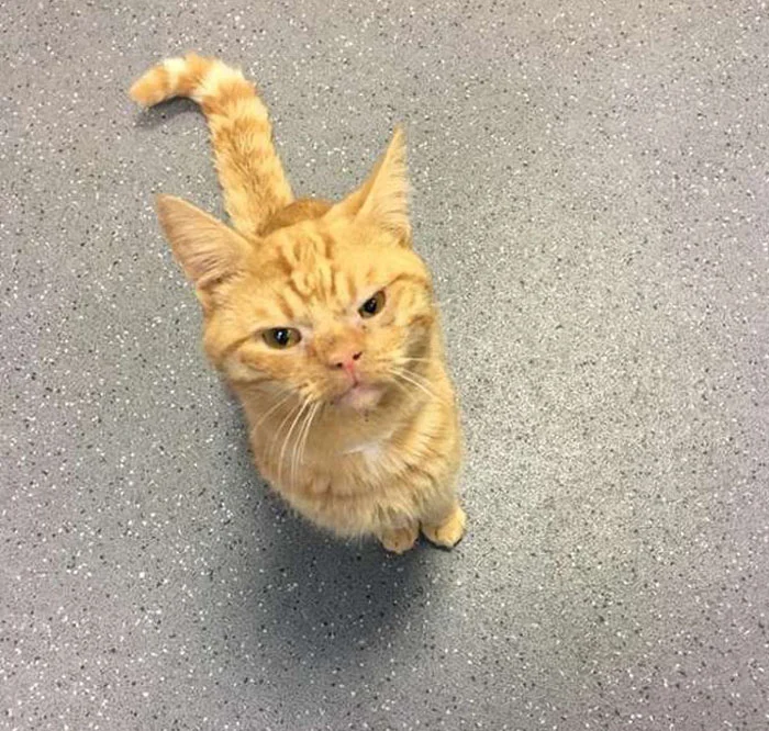 Grumpy Cat 2.0: в мережі знайшли нову найпохмурішу кіску - фото 411452
