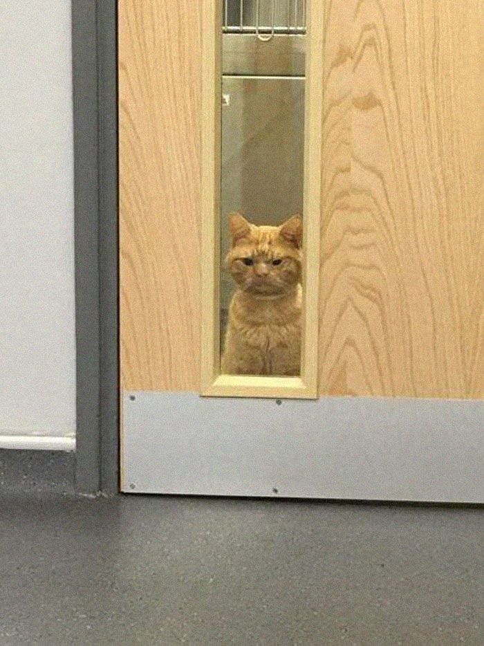 Grumpy Cat 2.0: в сети нашли новую мрачную киску - фото 411453