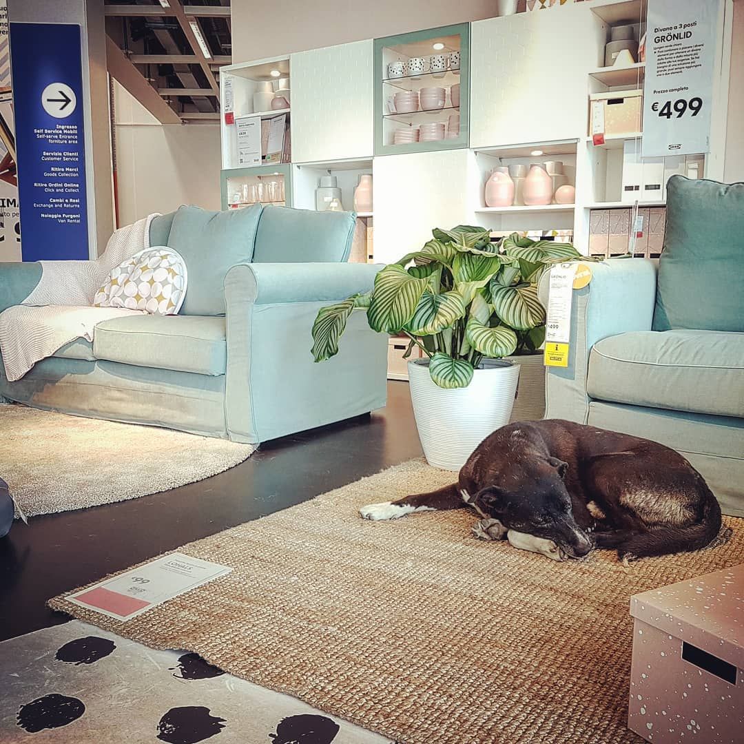 IKEA придумала трогательный способ спасать уличных собак от холода - фото 413385