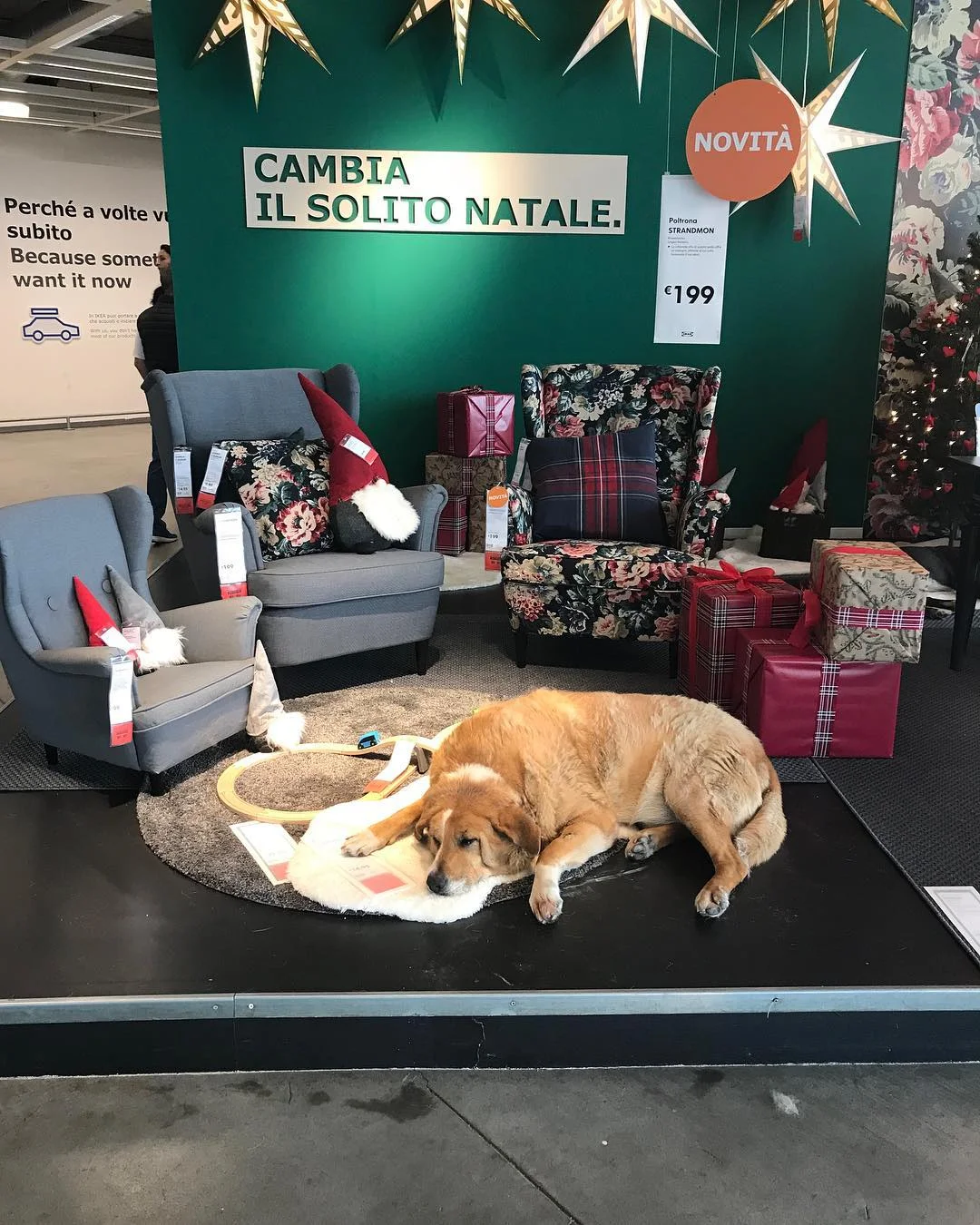 IKEA придумала трогательный способ спасать уличных собак от холода - фото 413386