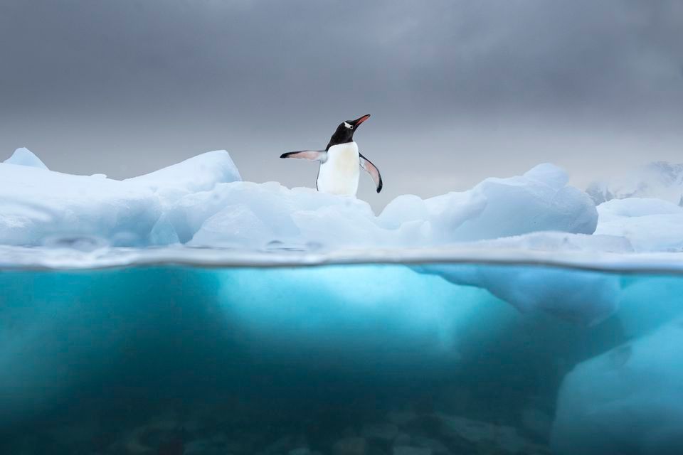 Лучшие снимки National Geographic Photo Contest 2018 - фото, от которых дух захватывает - фото 413948