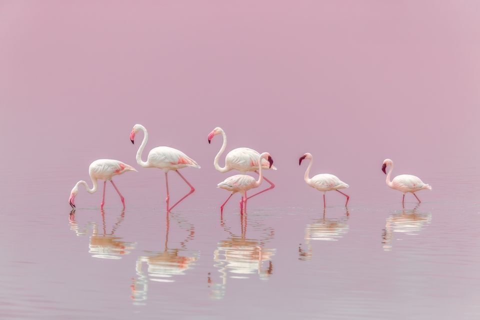 Лучшие снимки National Geographic Photo Contest 2018 - фото, от которых дух захватывает - фото 413949