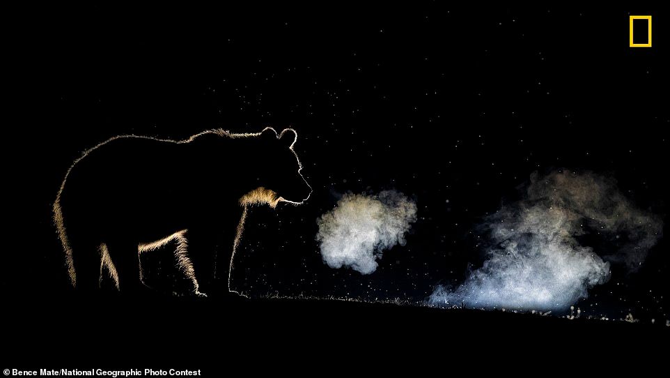 Лучшие снимки National Geographic Photo Contest 2018 - фото, от которых дух захватывает - фото 413950