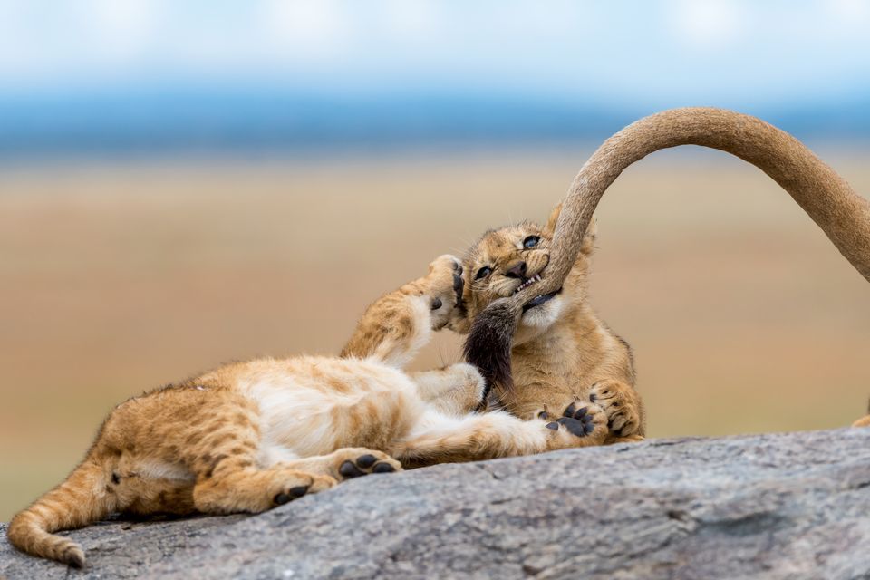 Лучшие снимки National Geographic Photo Contest 2018 - фото, от которых дух захватывает - фото 413953