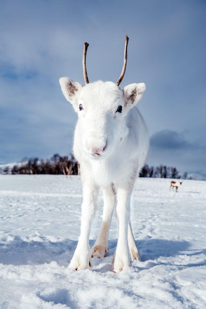 Природное чудо: в сети появились снимки редкого белого оленя - фото 414472